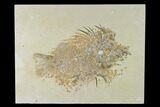 Bargain, Fossil Fish (Priscacara) - Green River Formation #138584-1